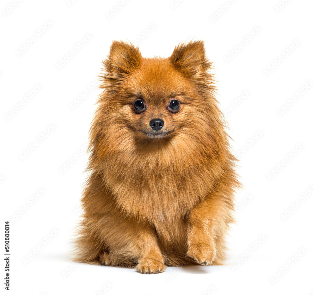 Obraz premium Red Pomeranian dog sitting in front, isolated on white