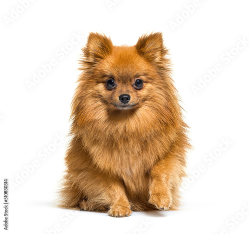 Red Pomeranian dog sitting in front, isolated on white © Eric Isselée