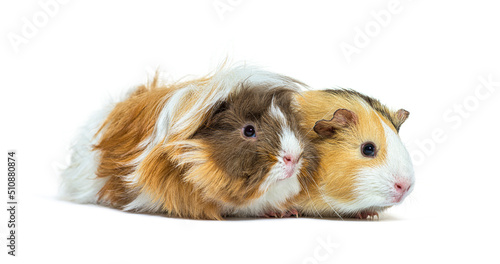 Two Tri colored long haired Guinea pig photo