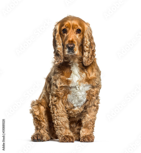 Cocker Spaniel Breed, isolated on white