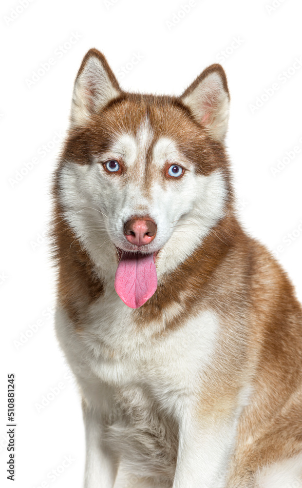 Portrait of a panting Red and white Siberian Husky, isolated on