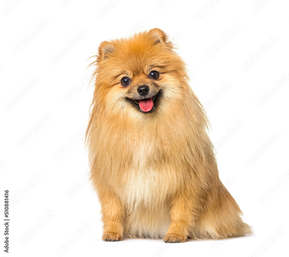 Red Pomeranian dog panting and sitting in front, isolated on white Red Pomeranian dog panting and sitting in front, isolated on white