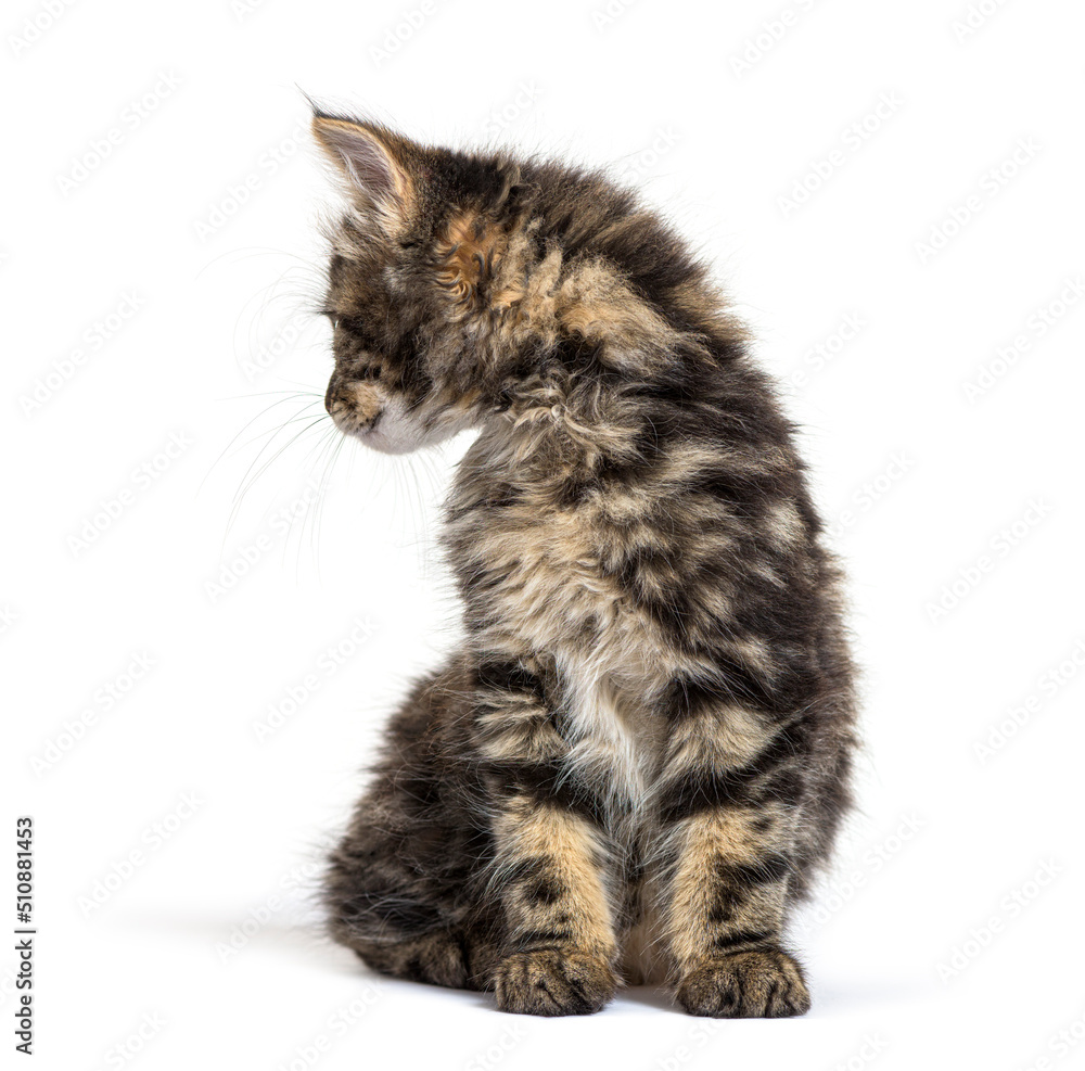 Maine Coon kitten nine weeks old, sitting and looking back, isol Maine Coon kitten nine weeks old, sitting and looking back, isol