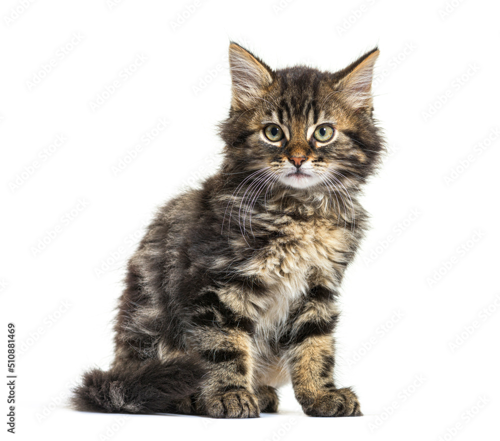 Maine Coon kitten nine weeks old, sitting isolated on white