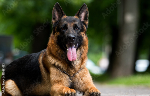 german shepherd dog lies in the park