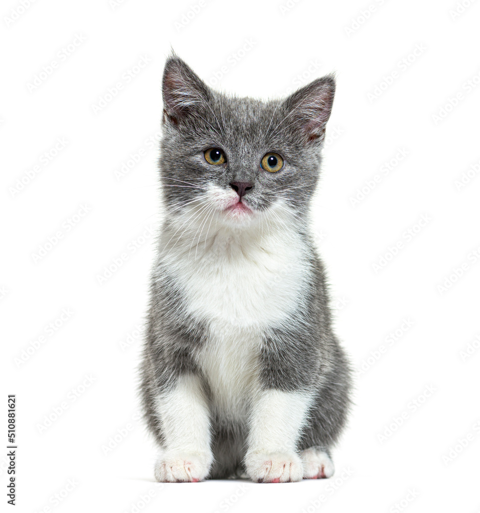 Mixed breed cat kitten 2 months old, sitting, isolated Mixed breed cat kitten 2 months old, sitting, isolated