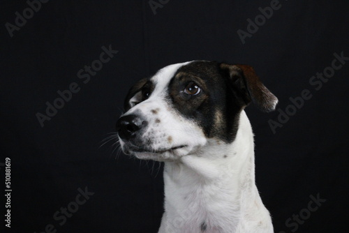 Portrait of White Dog