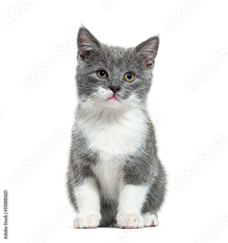 Mixed breed cat kitten 2 months old, sitting, isolated