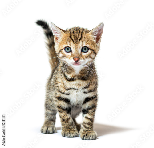 Facing Bengal kitten looking at the camera, six weeks old, isolated on white