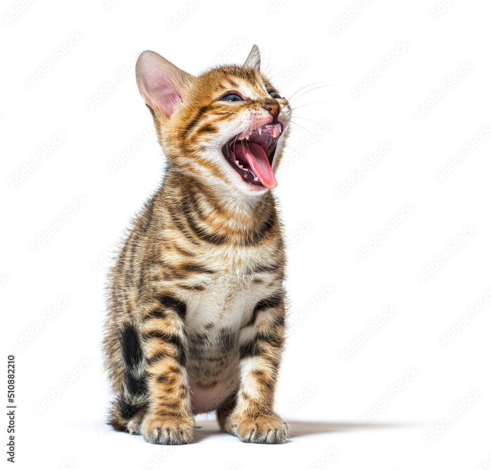 bengal cat kitten making a face and showing its roughness tongue