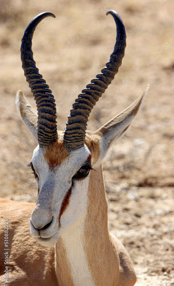Fototapeta premium Large Springbok ram in the Kgalagadi