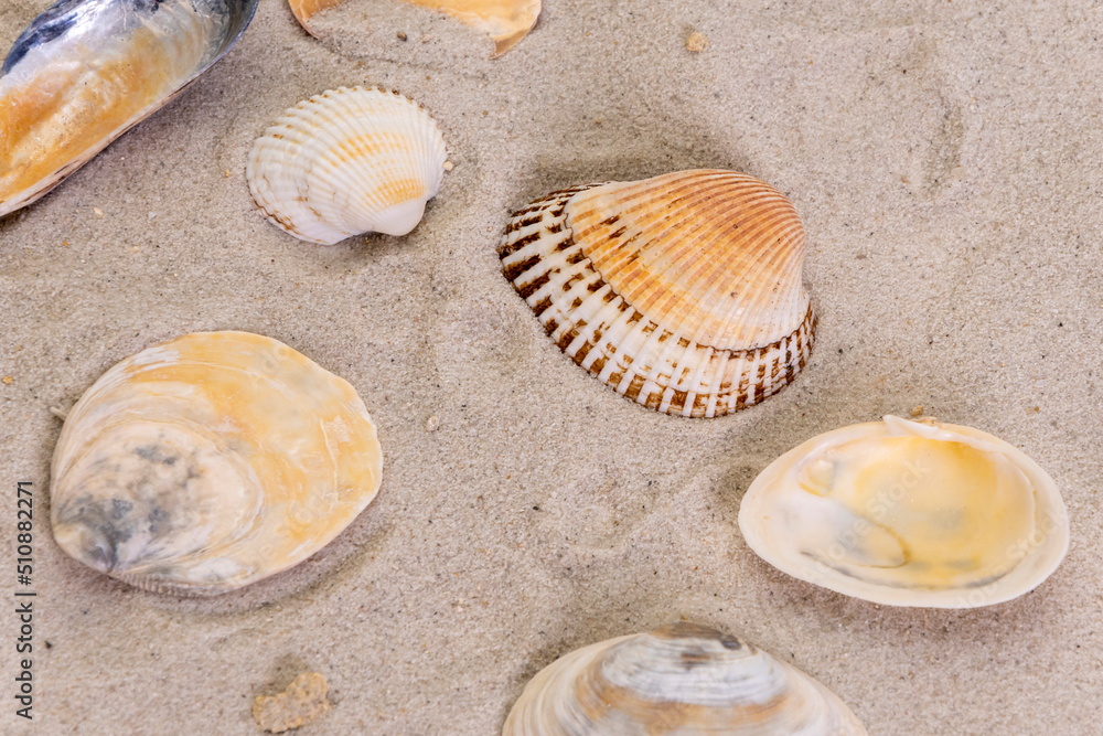 Beautiful sea shells lie on the white sand on the beach.