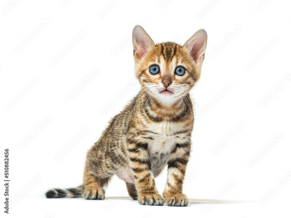 Standing Bengal cat kitten facing, six weeks old, isolated on white