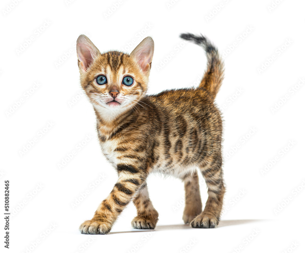 Bengal kitten walking and looking a the camera, six weeks old, isolated on white