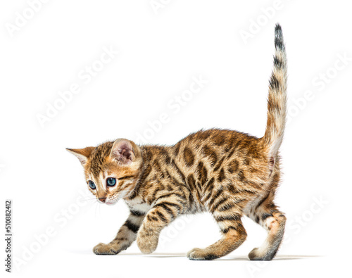 side view of a bengal cat kitten prowling, six weeks old, isolat