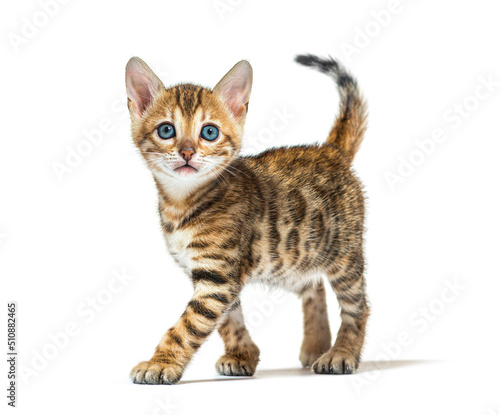 Foto Bengal kitten walking and looking a the camera, six weeks old, isolated on white
