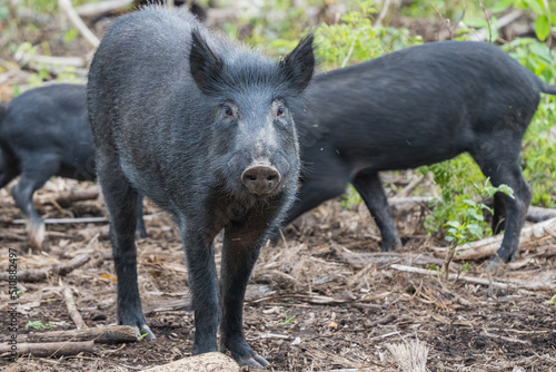 hawaiian pig in the wild