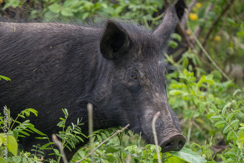 hawaiian pig in the wild