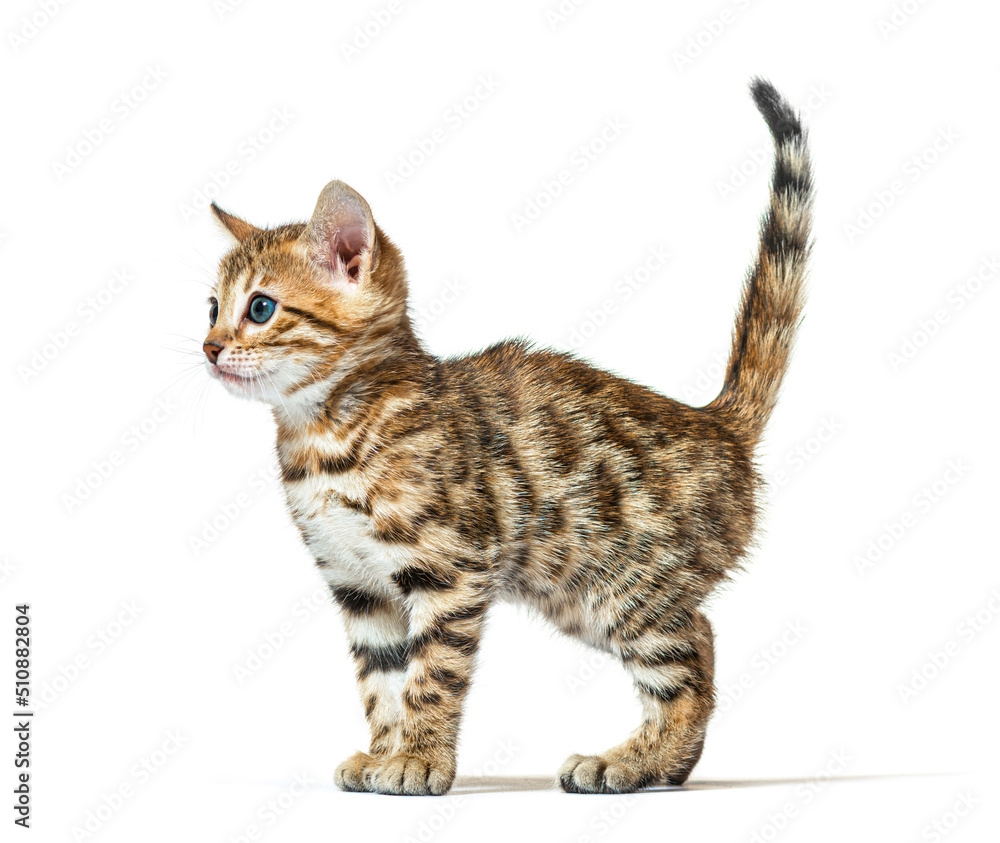 Fototapeta premium Profile of a bengal cat kitten, six weeks old, isolated on white