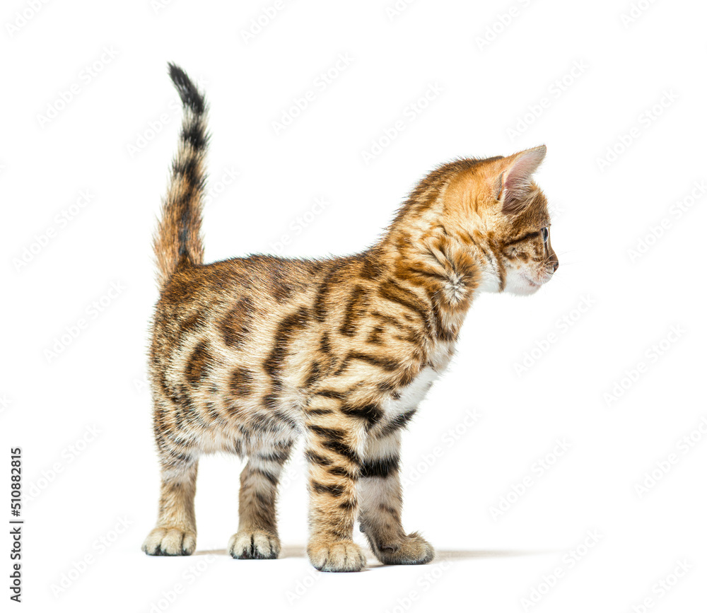 Bengal cat kitten looking back, six weeks old, isolated on white