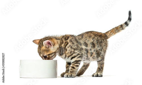 Bengal cat kitten eating in a cat bowl, Six weeks old, isolated on white