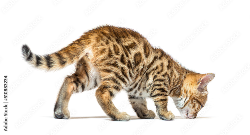 Six weeks old bengal cat kitten siffing the ground to discover i Six weeks old bengal cat kitten siffing the ground to discover i
