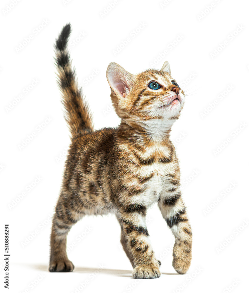 Fototapeta premium Bengal cat kitten looking up, six weeks old, isolated on white