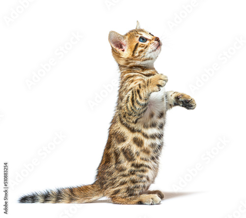 Obraz na plátne Bengal cat kitten on hind legs begging, six weeks old, isolated on white