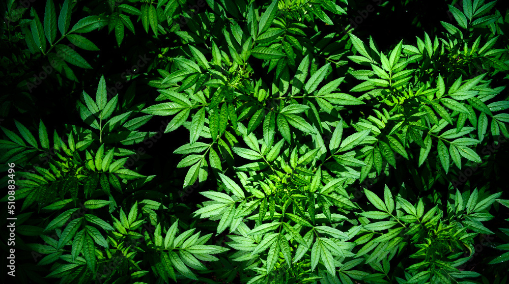 abstract stunning panorama green leaf texture, tropical leaf foliage nature dark green background. green banners nature tropical concept abstract stunning panorama green leaf texture, tropical leaf foliage nature dark green background. green banners nature tropical concept