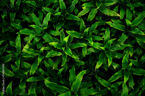 abstract stunning panorama green leaf texture, tropical leaf foliage nature dark green background. green banners nature tropical concept