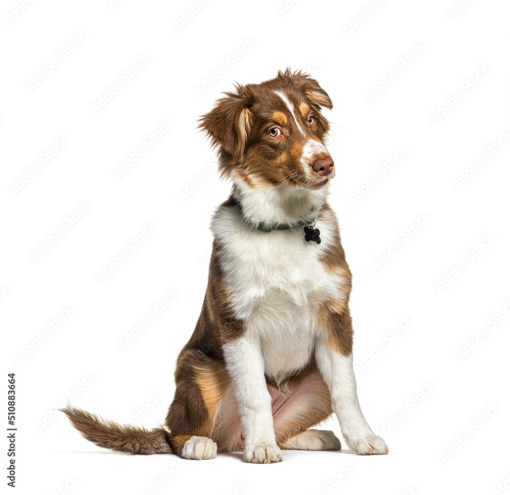 Expressive Red tri-colored Australian shephard wearing a collard, sitting, looking at the camera, Isolated on White