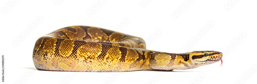 Obraz premium Ball python sniffing, Python regius, isolated on white