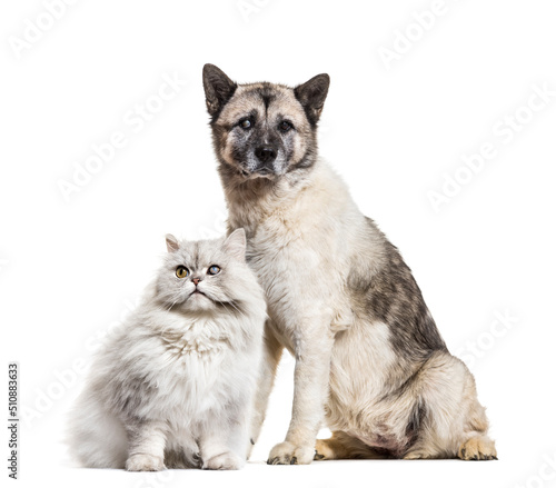 One-eyed blind cat and dog, isolated on white