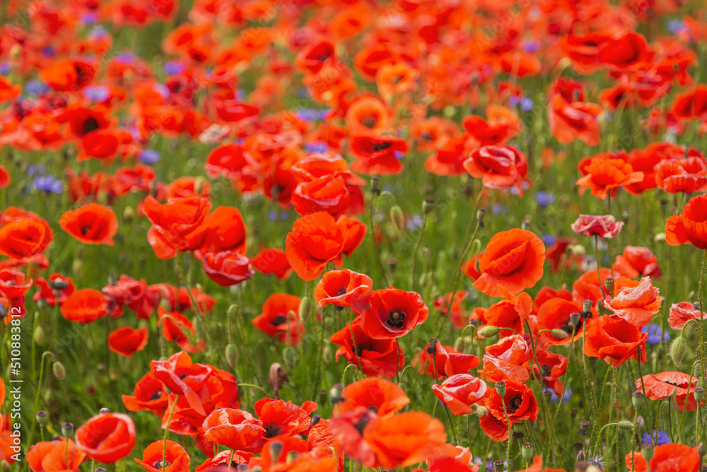 ein großes Feld mit blühendem Mohn und Kornblumen ein großes Feld mit blühendem Mohn und Kornblumen