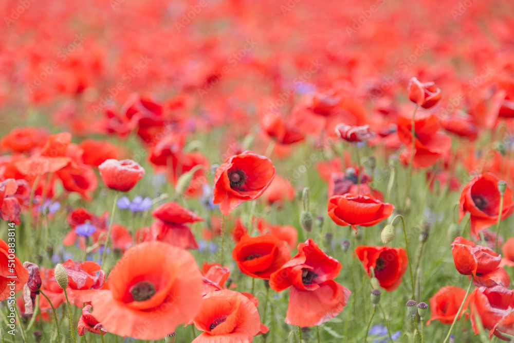 ein großes Feld mit blühendem Mohn und Kornblumen ein großes Feld mit blühendem Mohn und Kornblumen