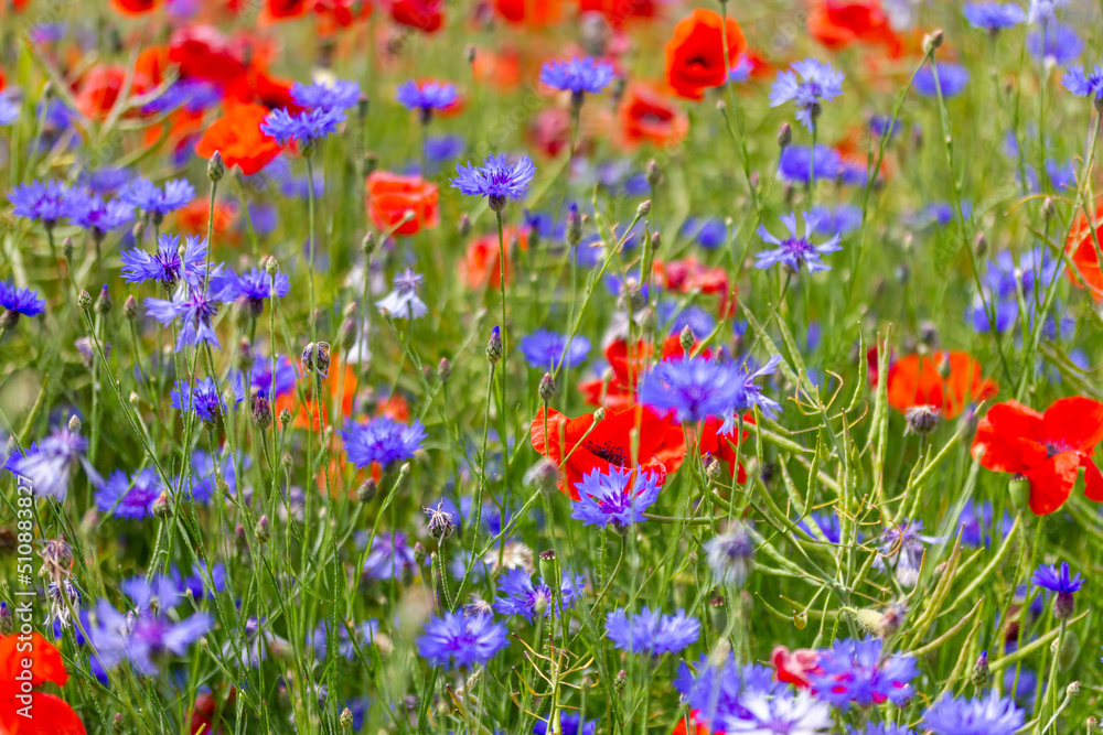 ein großes Feld mit blühendem Mohn und Kornblumen Stock Photo | Adobe Stock