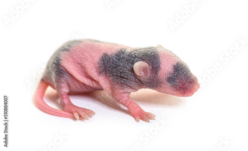 A six days old hairless fancy mouse  isolated on white