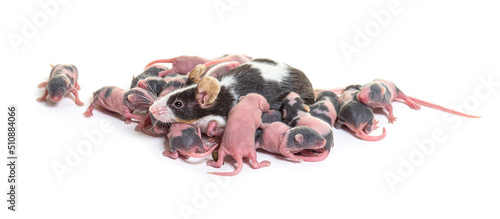 Nest of fancy mouse, six days old hairless pups and mother - Mus