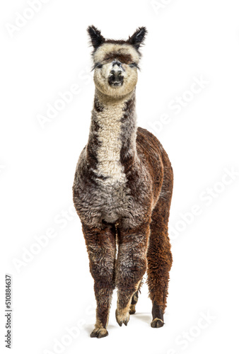 Front view of a Rose grey young alpaca - Lama pacos