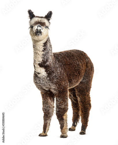 Front view of a Rose grey young alpaca - Lama pacos © Eric Isselée