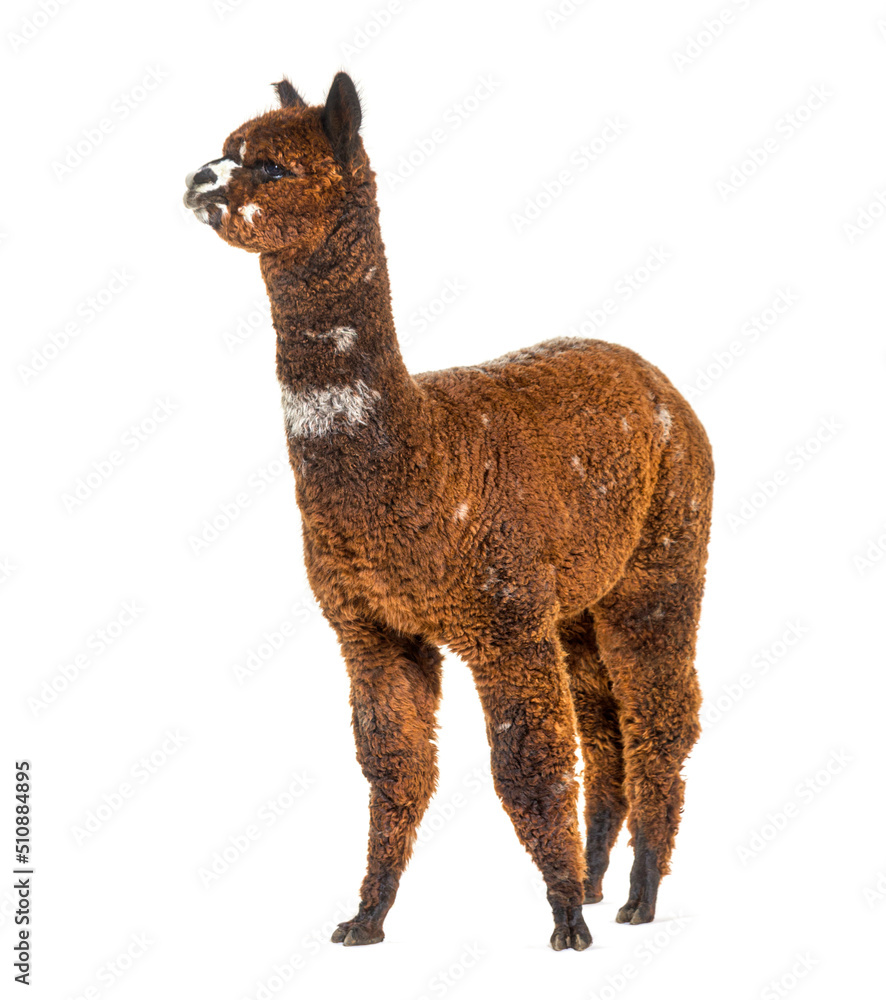 Rose grey young alpaca eight months old - Lama pacos
