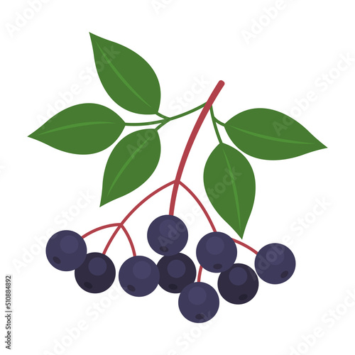 Elderberry branch isolated on white background. Elder or sambucus black berries with leaves icon. Superfood medical berry. Vector fruit illustration in flat style.