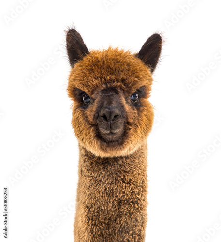 Dark brown young alpaca - Lama pacos, isoltaed on white © Eric Isselée