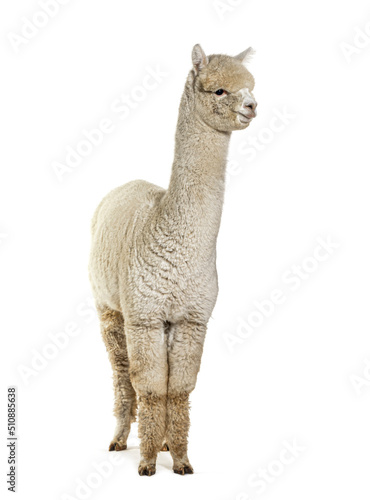 White eight months old alpaca - Lama pacos, isolated