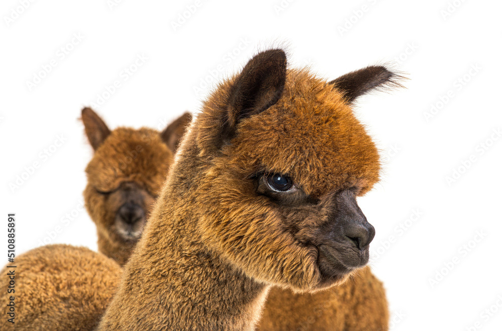 Portrait of a brown alpaca - Lama pacos Portrait of a brown alpaca - Lama pacos
