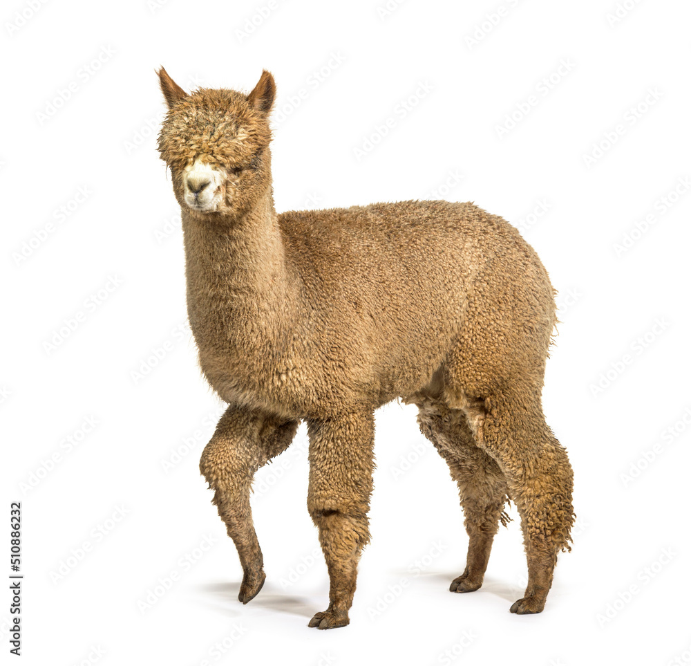 Fototapeta premium Light fawn alpaca Walking - Lama pacos