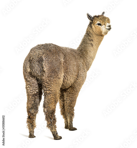 Medium silver grey alpaca - Lama pacos