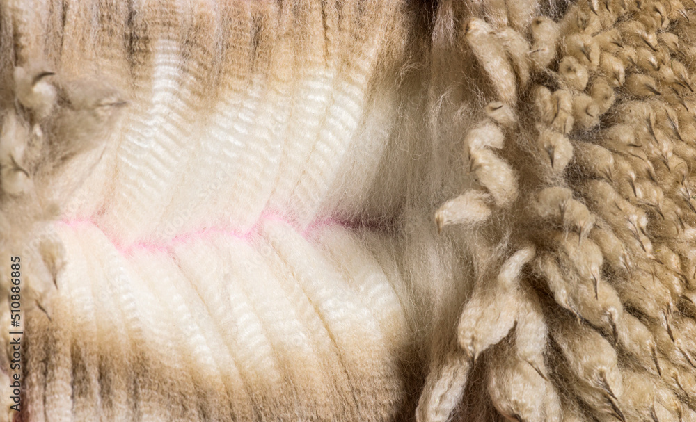 Close-up of spreading alpaca wool or fiber - Lama pacos Close-up of spreading alpaca wool or fiber - Lama pacos