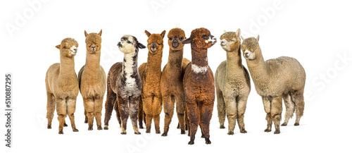 Many colored alpaca in a row standing together - Lama pacos, isolated on white