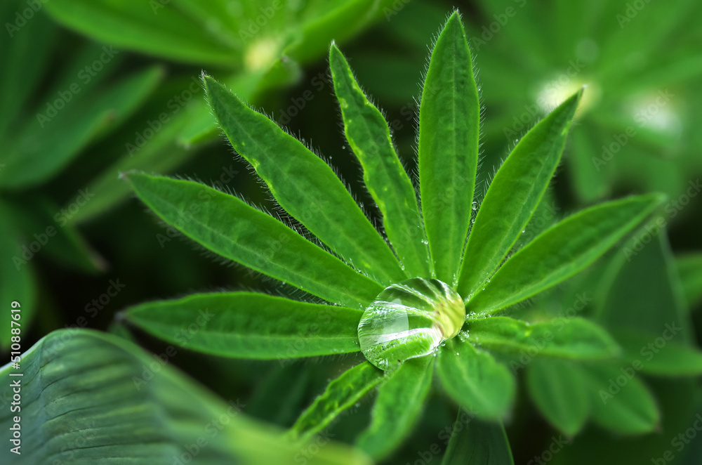 A drop of rain on a green plant. Organic background, healthy concept, environmentally friendly.Close-up of a leaf and a drop of water on its background A drop of rain on a green plant. Organic background, healthy concept, environmentally friendly.Close-up of a leaf and a drop of water on its background